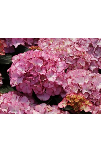 Шаровидные цветочные головки гортензии Adula